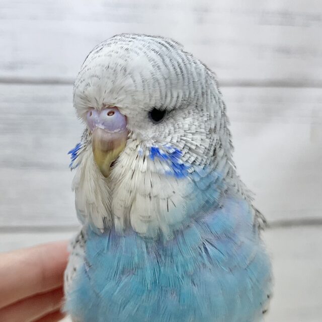 【🆙最新画像アリ】ボリューミーエンジェル🪽🩵✨ジャンボセキセイインコ（ブルースパングル）