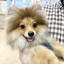 最新画像📸ポメラニアン（オレンジ）男の子♫もふもふもっふり〜ん🦊