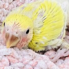 赤ら顔の菜の花カラー💛コザクラインコ（ゴールデンチェリー）