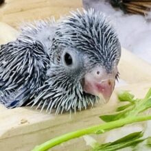 おっとり控えめ君?マメルリハのコバルトの男の子💙