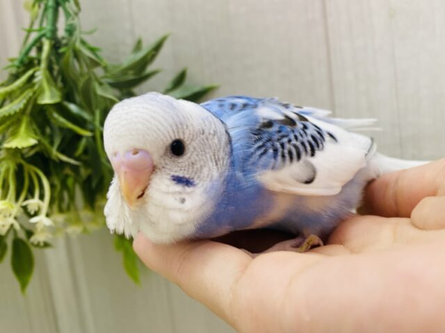 白✖️青のお空カラー🩵✈️やんちゃなセキセイインコのパイド‼️