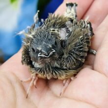 擬態中⁈キンカ鳥の雛入舎しました〜♡