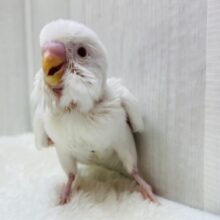 ドヤ顔は得意なだゼｪ〜😏✨真っ白cuteなセキセイインコෆ˚*
