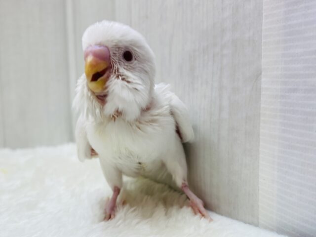 ドヤ顔は得意なだゼｪ〜😏✨真っ白cuteなセキセイインコෆ˚*