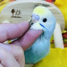 9/13更新べたなれ候補生🩵セキセイインコの雛（レインボースパングル）