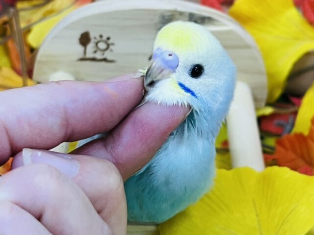 9/13更新べたなれ候補生🩵セキセイインコの雛（レインボースパングル）