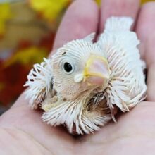 お待たせしました第二弾！白文鳥の雛入舎です〜