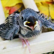 お待たせしました！桜文鳥の雛入舎しました！