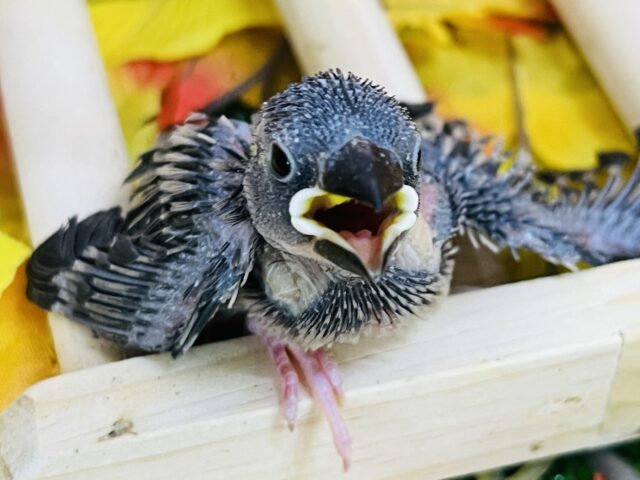 お待たせしました！桜文鳥の雛入舎しました！
