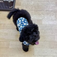 黒すけ💗独り占めしたいんだ♬.*ﾟトイプードルの男のコきました💫