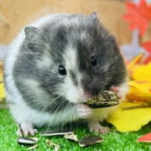 絶妙な色味とバランス♡トリコロールハムスター入舎です！