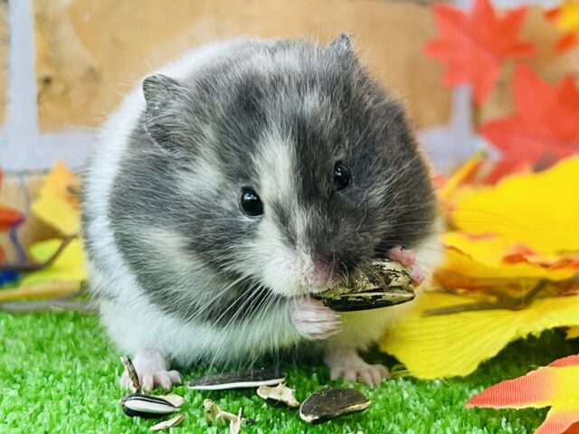 絶妙な色味とバランス♡トリコロールハムスター入舎です！