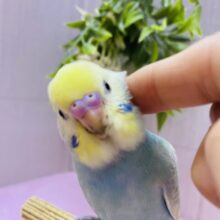 最新画像‼️💎エメラルドグリーンの素敵なセキセイインコ🩵パステルカラーレインボー🌈