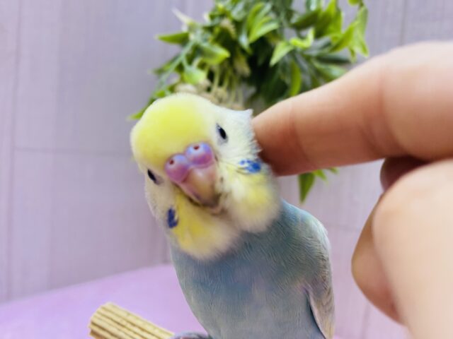 最新画像‼️💎エメラルドグリーンの素敵なセキセイインコ🩵パステルカラーレインボー🌈