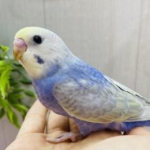 最新画像❗️ちょっぴり控えめさん💜あわ〜いレインボーが美しいセキセイインコ💐✨