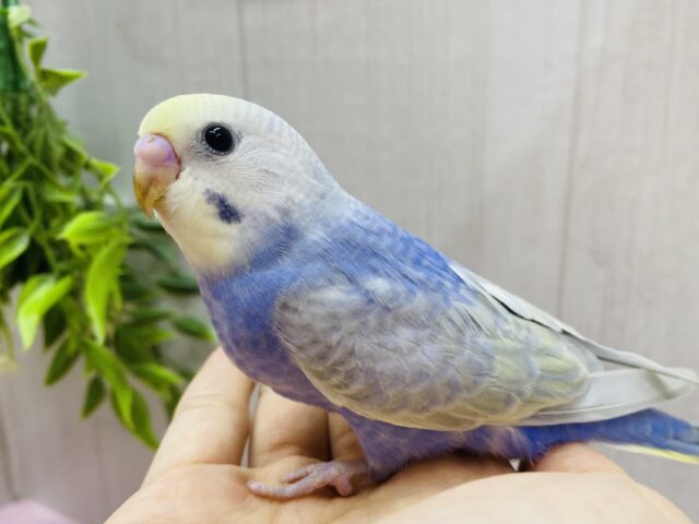 最新画像❗️ちょっぴり控えめさん💜あわ〜いレインボーが美しいセキセイインコ💐✨