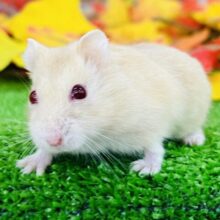 キラキラルビーアイのキャンベルハムスター入舎です！