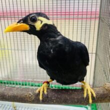 キリッと✨イケメンキューちゃんやってきた‼️九官鳥