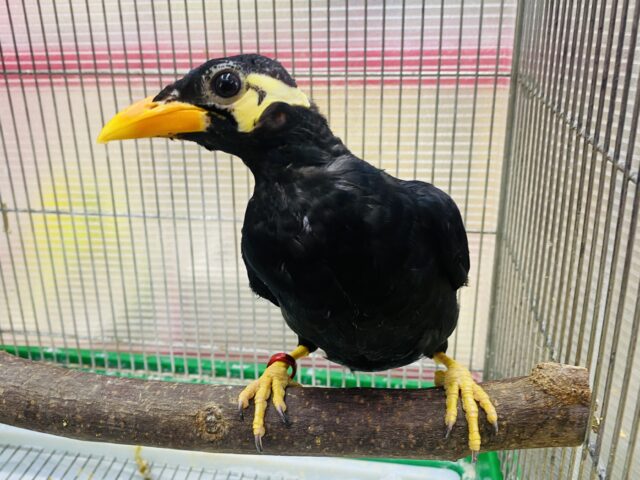 キリッと✨イケメンキューちゃんやってきた‼️九官鳥