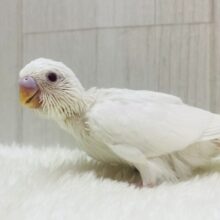 元気ハツラツ‼️セキセイインコのアルビノちゃん❤️