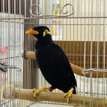 おしゃべりの達人？九官鳥入舎ですー！