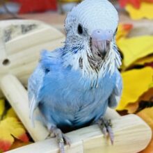 ポイントカラー付き🩵🖤セキセイインコ（ブルースパングル）