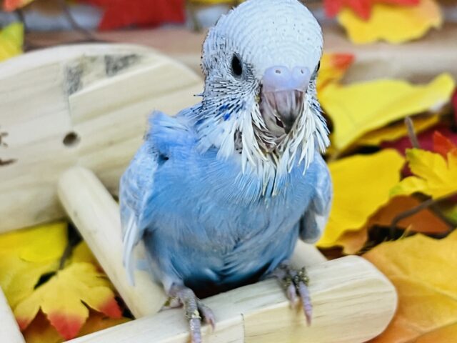 ポイントカラー付き🩵🖤セキセイインコ（ブルースパングル）