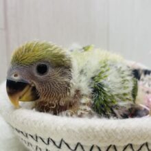 💚ワタワタ毛布に包まれたコザたん❤️徐々に染まっていきますよ〜コザクラインコのオパーリン‼️