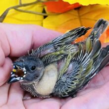 キラキラダイヤモンド💎コキンチョウの雛が入舎しました！