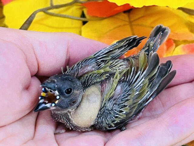 キラキラダイヤモンド💎コキンチョウの雛が入舎しました！