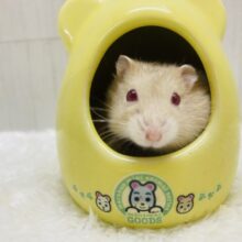 あと1匹❗️ルビーアイ❤️𓈒𓏸優しく見守ってね♪♪キャンベルハムスター🐹