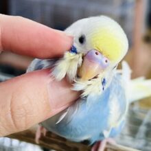 9/17更新☆クリーム溢れる🎶セキセイインコ（パステルレインボーパイド）