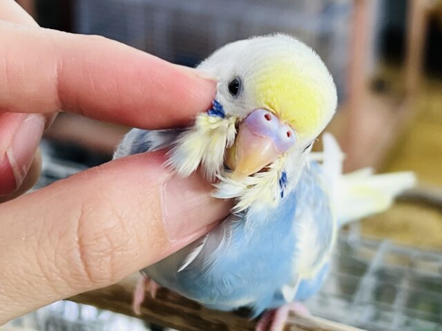 9/17更新☆クリーム溢れる🎶セキセイインコ（パステルレインボーパイド）