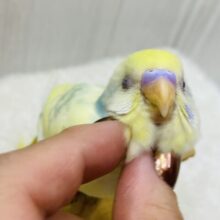 最新画像✨💛穏やかなたまごちゃんカラー🍳 𓈒𓂂𓏸セキセイインコのパステルカラーレインボーパイド💫💫