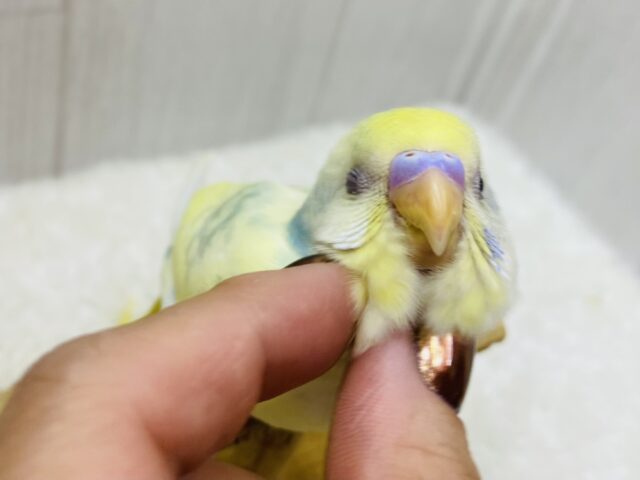 最新画像✨💛穏やかなたまごちゃんカラー🍳 𓈒𓂂𓏸セキセイインコのパステルカラーレインボーパイド💫💫