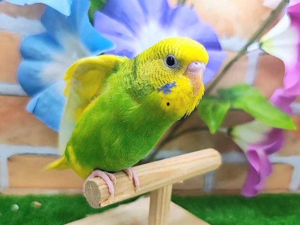 カキカキだーいすきっ♡セキセイインコのヒナ(グリーンパイド)入荷しました❤️