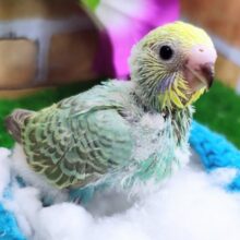 ご飯もりもり食べるよ✨セキセイインコのヒナ(レインボースパングル)入荷しました❤️