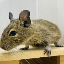 すこ〜しずつカキカキできるようになってきました‼️デグー女の子🎀