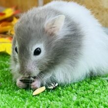 白腹巻き♡セーブルバンデッドハムスター入舎しています！