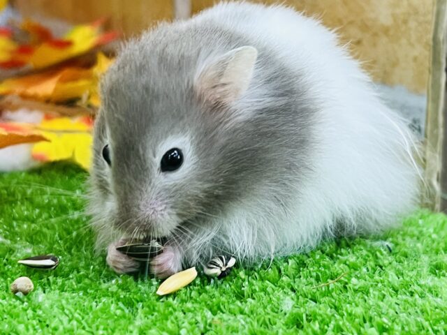 白腹巻き♡セーブルバンデッドハムスター入舎しています！