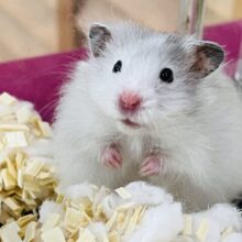 ふわふわドレス✨シルバーハムスターの男の子🩶