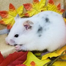 寝るの大好き♡ごま塩ハムスター？🐹