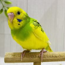 最新画像有ります⭐️ピトっと寄り添いたいんです💕隠れ甘えん坊❓セキセイインコのパイドカラー🌟