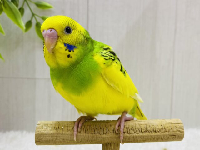 最新画像有ります⭐️ピトっと寄り添いたいんです💕隠れ甘えん坊❓セキセイインコのパイドカラー🌟