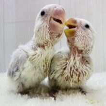 またまたやってきた‼️レアカラー限定⭐️コザクラインコフェア開催中！！