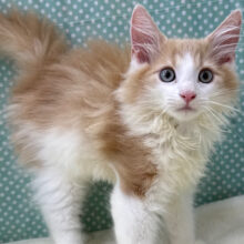 大型猫💛イケメンな立ち振る舞い💗🐾ノルウェージャンの男のコきました💫