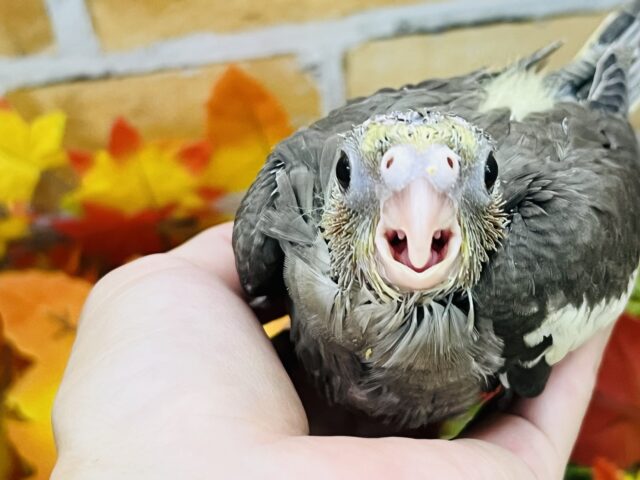 つるんと頭も愛おしい♡オカメインコ（ノーマル）の雛入舎しました！
