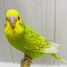 最新画像有ります❗️☘ ̖́-パッと明るさをプレゼント- ̗̀🎁 ̖́-若葉カラーのセキセイインコ(スパングル)🌿‬