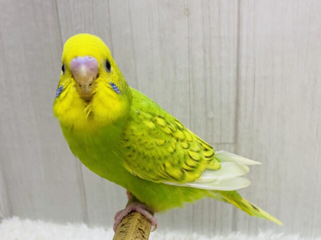 最新画像有ります❗️☘ ̖́-パッと明るさをプレゼント- ̗̀🎁 ̖́-若葉カラーのセキセイインコ(スパングル)🌿‬