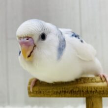 最新画像有ります⭐️どちらのカラーがお好みですか︎❓❓ブルーパイドチーム💙💜